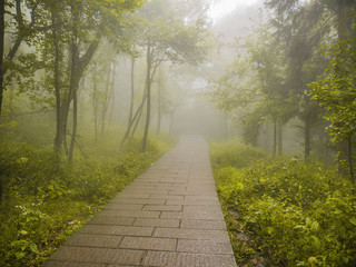 Fog cover all of tianzi mountain in Zhangjiajie National Forest Park in Wulingyuan District Zhangjiajie City China in the Foggy day.