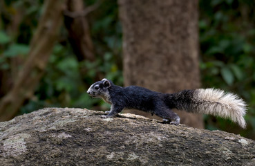 squirrels black and white on stone in nature.