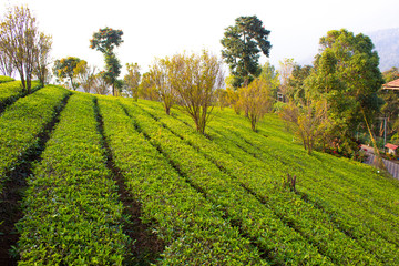 Tea planation and Orange Tree - Natural beauty