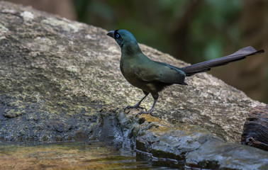 Racket-tailed Treepie on stone river side in nature.
