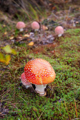 Mushroom fly agaric with moss in the forest with grass