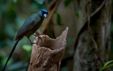 Racket-tailed Treepie on branch in nature
