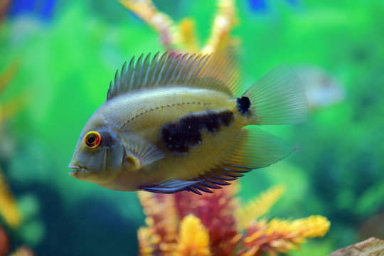 Uaru amphiacanthoide  black-spotted fish swims in a transparent aquarium with a beautiful bright design.