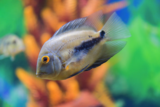 Uaru amphiacanthoide  black-spotted fish swims in a transparent aquarium with a beautiful bright design