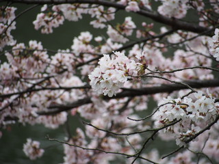 横浜市　三ツ池公園　桜満開