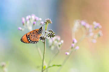 Exotic Beautiful Butterfly - Macro Photo Collections
