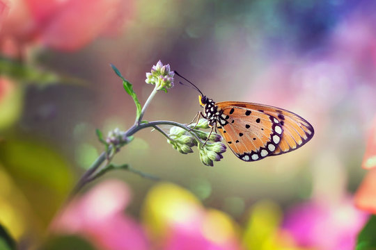 Exotic Beautiful Butterfly - Macro Photo Collections