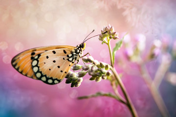 Exotic Beautiful Butterfly - Macro Photo Collections