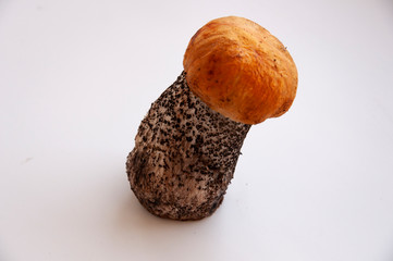 Orange-cap boletus mushroom on the white background