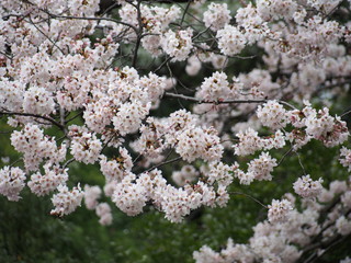 横浜市　三ツ池公園　桜満開