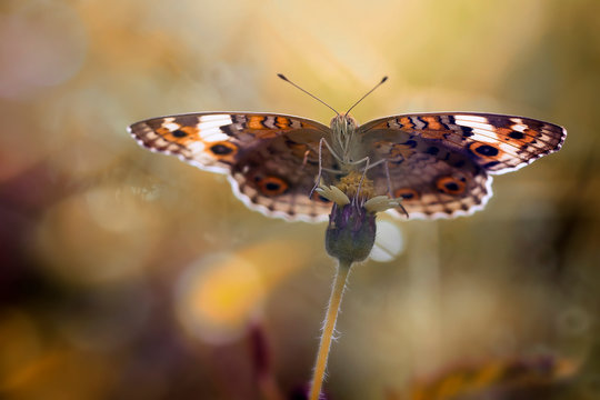 Exotic Beautiful Butterfly - Macro Photo Collections