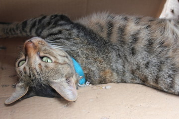 Obraz premium The cat lying in the box