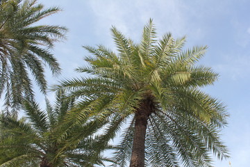 Fototapeta na wymiar Asian Palmyra palm on the sky