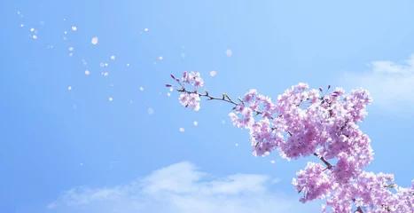 Foto op Canvas 青空に舞う満開の桜   © imagefuji