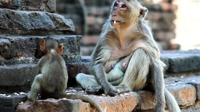 A group of monkeys gathering around an ancient ruin on a hot afternoon in South East Asia tropical forest