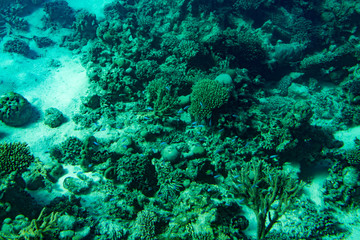 Marine Life in the Red Sea. red sea coral reef with hard corals, fishes and sunny sky shining through clean water - underwater photo. toned.