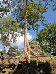 Ta Prohm the temple ruins overgrown with trees at Angkor Wat in Seam Reap City, Cambodia in 2012 , 9th  December.