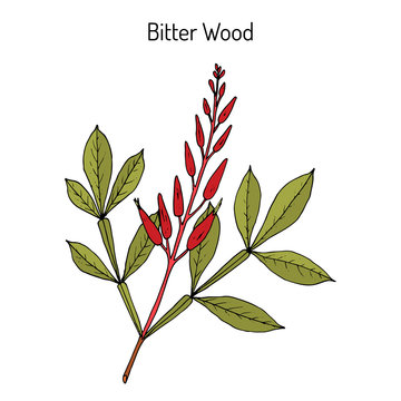 Bitter-wood, Quassia amara