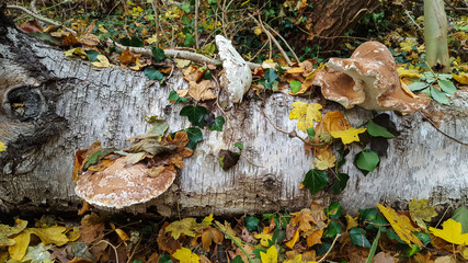 Birch polypore (Fomitopsis betulina); growing in two directions