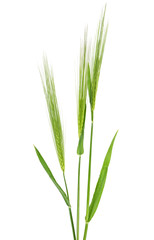 Green spikelets of wheat isolated on white background