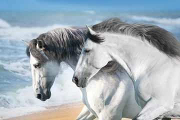  Witte paarden rennen snel op de oceaankust © kwadrat70