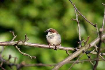 Männlicher Haussperling auf einem Zweig im Winter