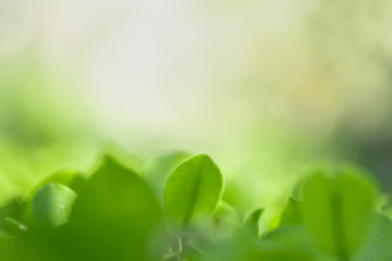 Close up beautiful view of nature green leaves on blurred greenery tree background with sunlight in public garden park. It is landscape ecology and copy space for wallpaper and backdrop.
