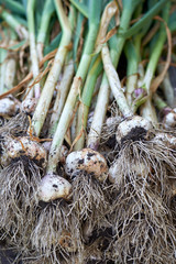 Freshly harvested garlic plants drying before curing in the open air.