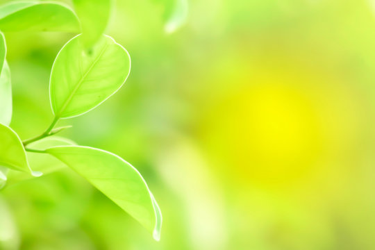 Closeup nature green for background/texture leaf blurred and greenery natural plants branch in garden at summer under sunlight concept design wallpaper view with copy space add text. © sornram