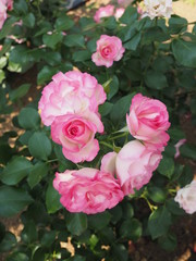 川崎市生田バラ園　5月の開演期　