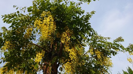 yellow flower of the coon tree tropical asia blossom tree, Coon flower National tree of Thailand., Golden shower Coon flowers yellow flowers A beautiful Flowering in summer in Thailand
