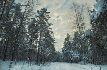 Nacreous clouds over the snowy winter forest.
