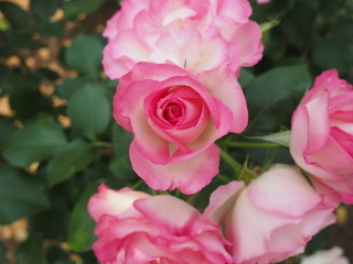 川崎市生田バラ園　5月の開演期　