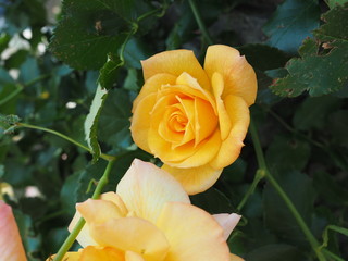 川崎市生田バラ園　5月の開演期　