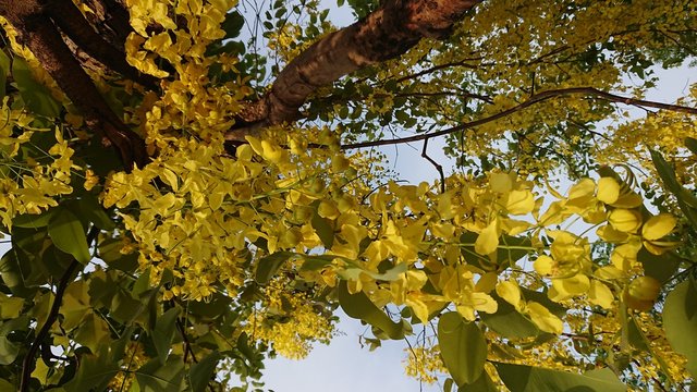 yellow flower of the coon tree tropical asia blossom tree, Coon flower National tree of Thailand., Golden shower Coon flowers yellow flowers A beautiful Flowering in summer in Thailand