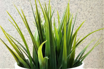 green grass on a gray background, an ornamental plant, a flowerpot, a close up