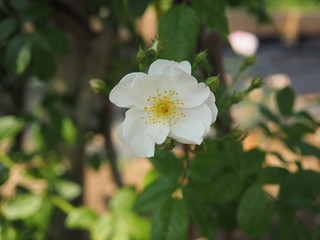 川崎市　5月の生田バラ園