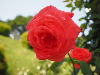 春のばら園　川崎市生田バラ園5月