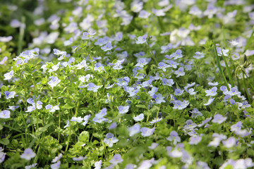 Veronica flowers blooming outdoors in spring