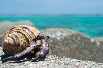 伊是名島とヤドカリ