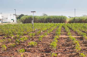 agriculture and Internet of things , smart farmer ,Agricultural watering control and internet of...