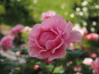 春のばら園　川崎市生田バラ園