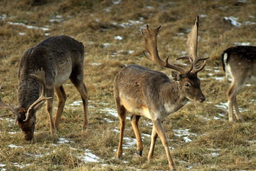 A unique image of a male European fallow deer with large horns in its natural habitat on the hunting grounds and observing its surroundings.