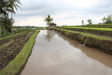 arrozales indonesia