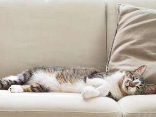 ソファで眠る猫