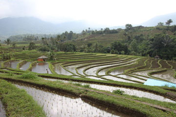 arrozales indonesia