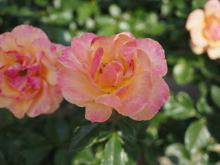 川崎市生田バラ園の春のバラ