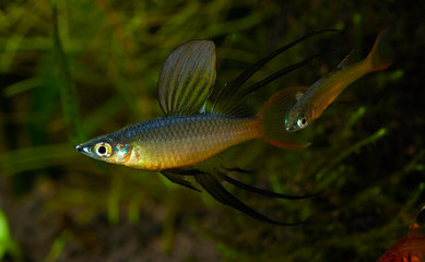 ニューギニア レインボー