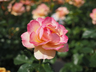 Fototapeta na wymiar 川崎市生田バラ園の春のバラ
