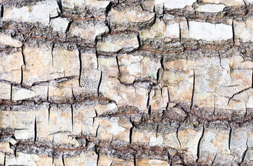 Close up tree bark texture background